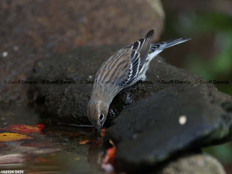 YRWA-DR_Yellow-rumped-Warbler