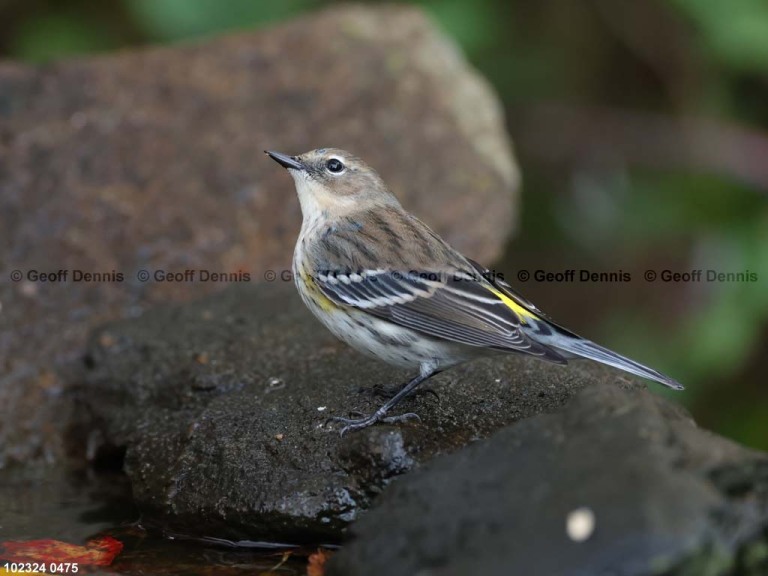 YRWA-DS_Yellow-rumped-Warbler