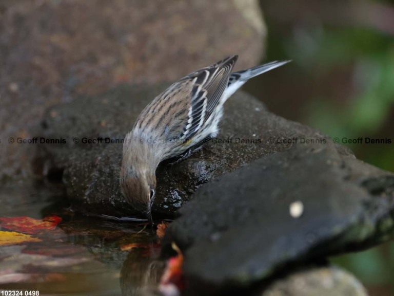 YRWA-DT_Yellow-rumped-Warbler