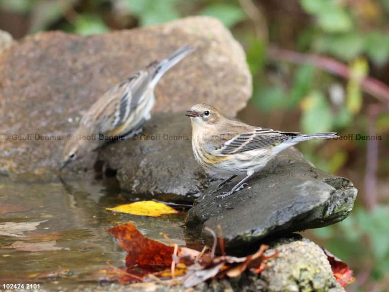 YRWA-DU_Yellow-rumped-Warbler