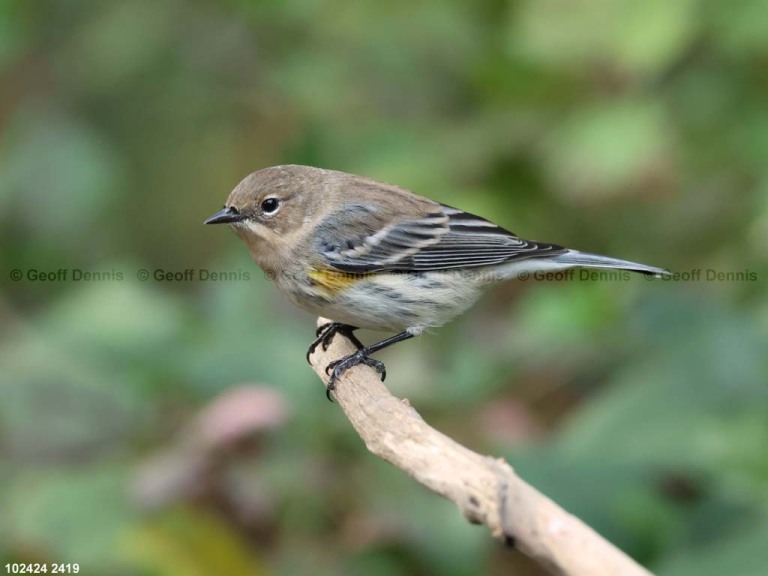 YRWA-DV_Yellow-rumped-Warbler