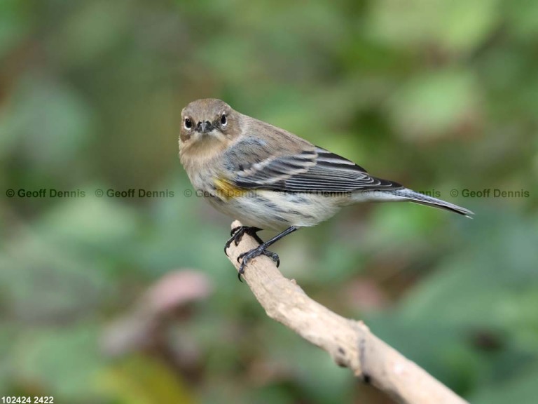 YRWA-DW_Yellow-rumped-Warbler