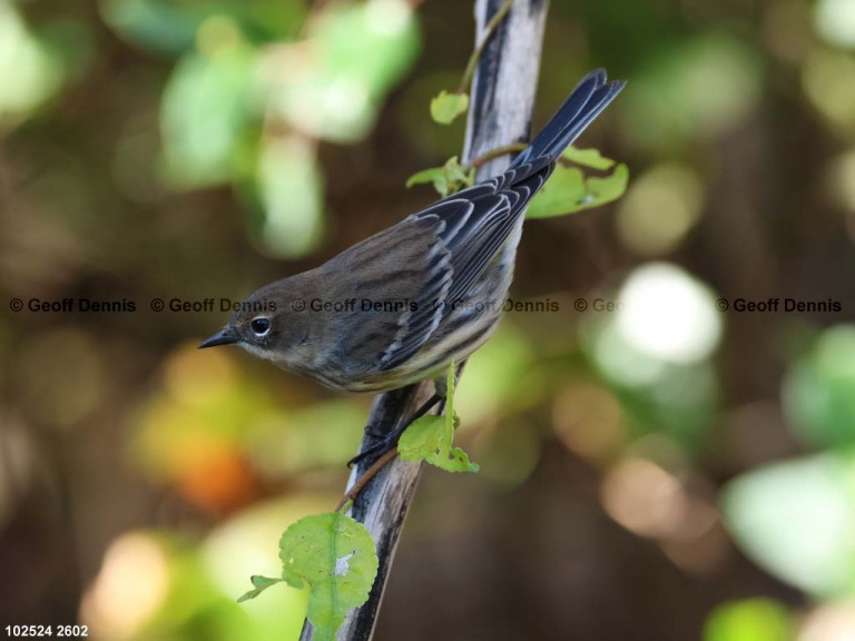 YRWA-DX_Yellow-rumped-Warbler