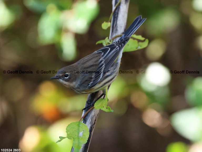 YRWA-DY_Yellow-rumped-Warbler