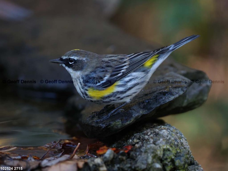 YRWA-DZ_Yellow-rumped-Warbler