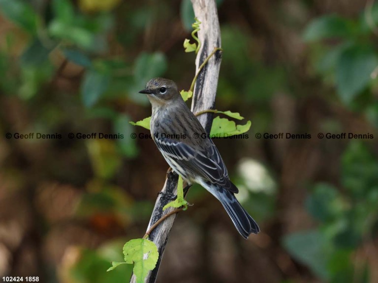 YRWA-EA_Yellow-rumped-Warbler