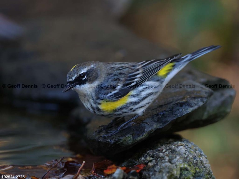 YRWA-EB_Yellow-rumped-Warbler