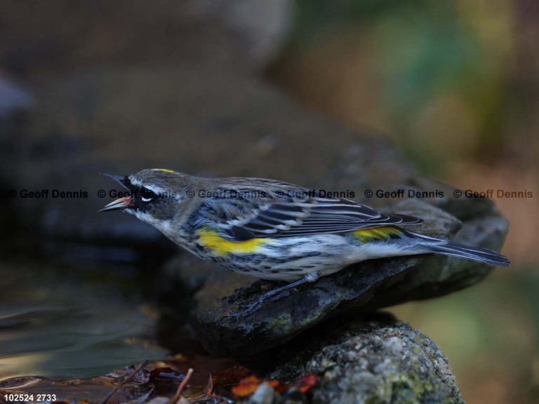 YRWA-EC_Yellow-rumped-Warbler