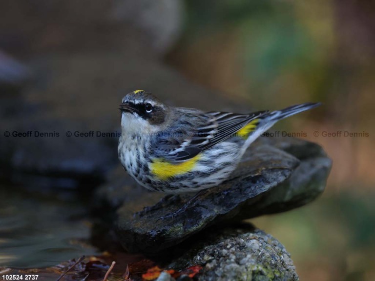 YRWA-ED_Yellow-rumped-Warbler