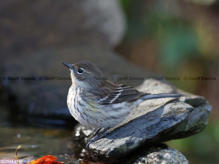 YRWA-EE_Yellow-rumped-Warbler