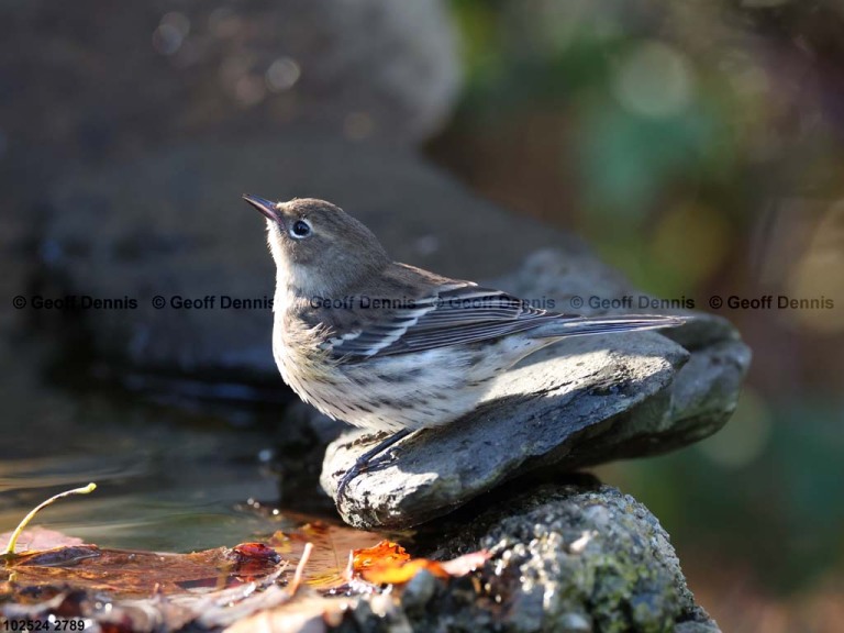 YRWA-EF_Yellow-rumped-Warbler