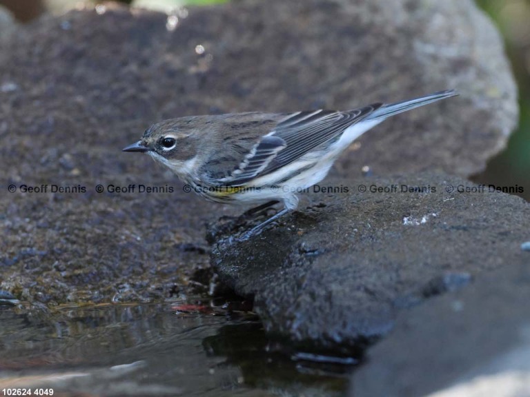 YRWA-EG_Yellow-rumped-Warbler