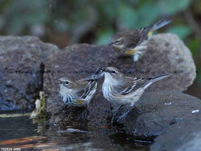 YRWA-EH_Yellow-rumped-Warbler