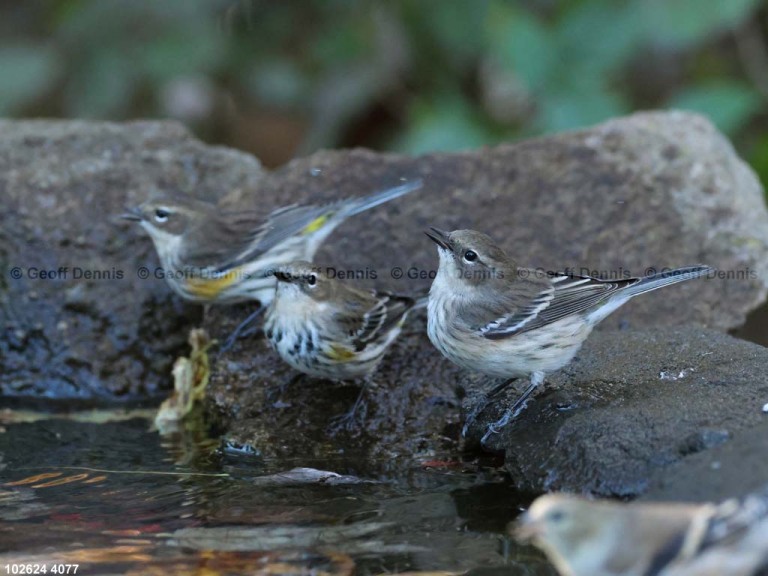 YRWA-EI_Yellow-rumped-Warbler