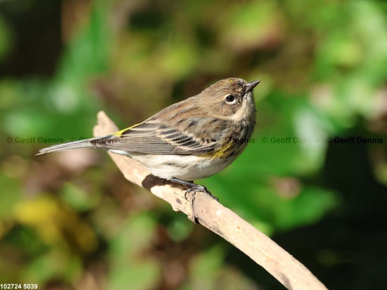 YRWA-EJ_Yellow-rumped-Warbler