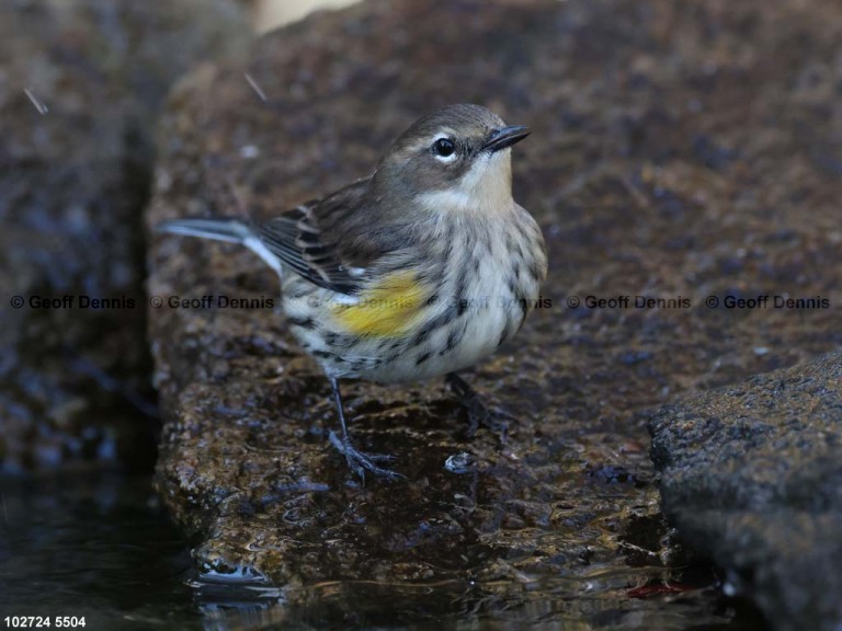 YRWA-EK_Yellow-rumped-Warbler