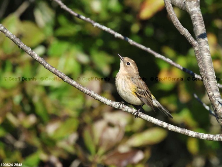 YRWA-EL_Yellow-rumped-Warbler