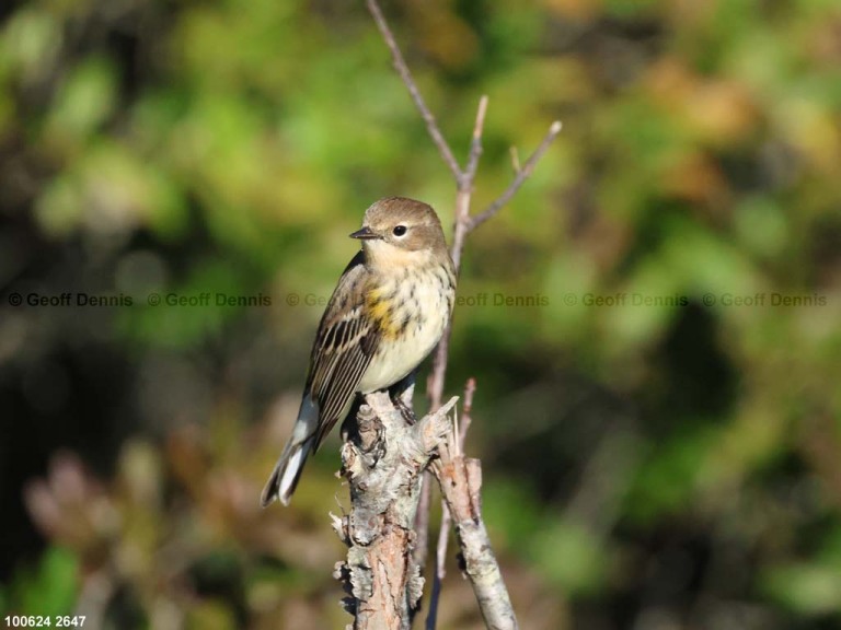 YRWA-EM_Yellow-rumped-Warbler