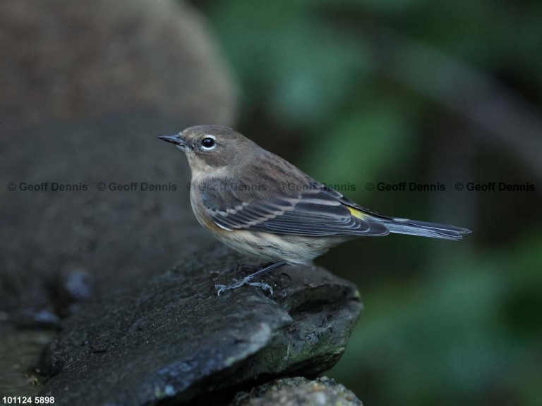 YRWA-EN_Yellow-rumped-Warbler