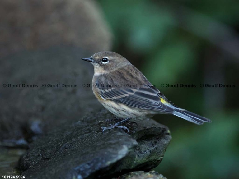 YRWA-EO_Yellow-rumped-Warbler