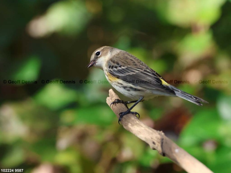 YRWA-EP_Yellow-rumped-Warbler