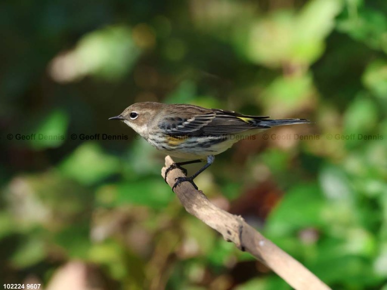 YRWA-EQ_Yellow-rumped-Warbler