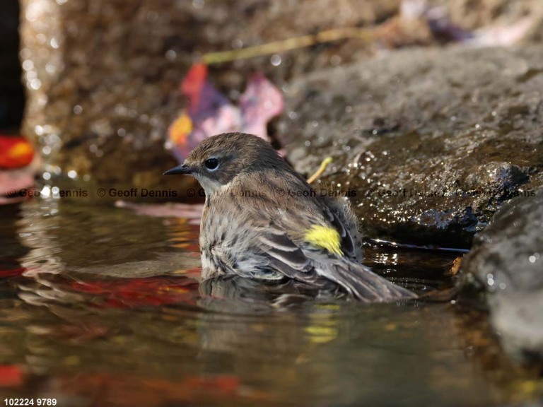 YRWA-ER_Yellow-rumped-Warbler