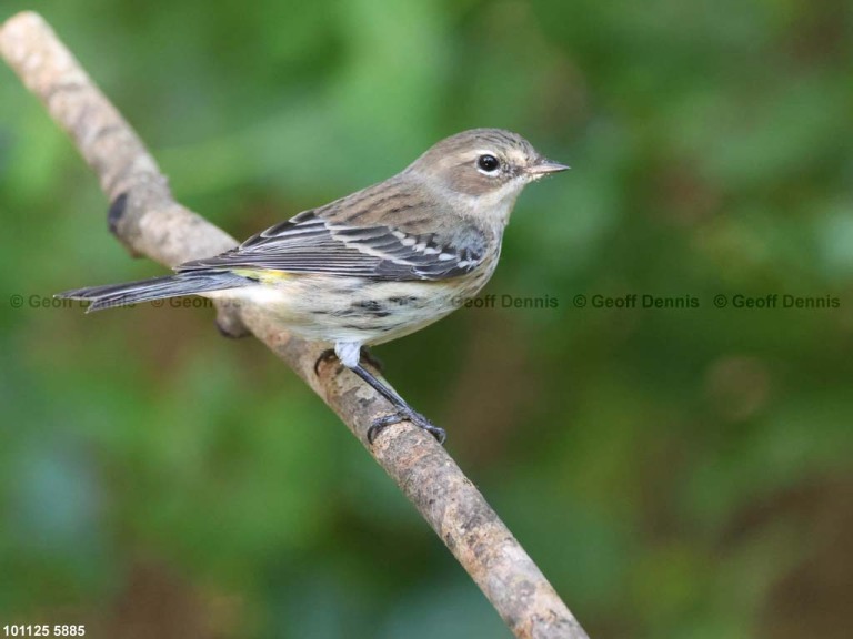 YRWA-ES_Yellow-rumped-Warbler