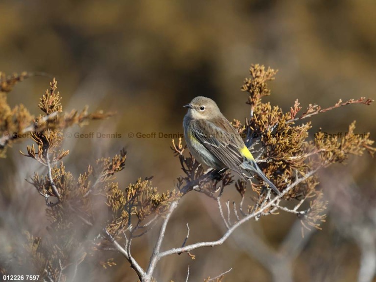 YRWA-ET_Yellow-rumped-Warbler