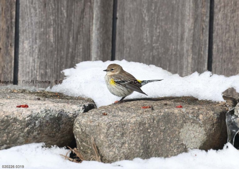 YRWA-EU_Yellow-rumped-Warbler