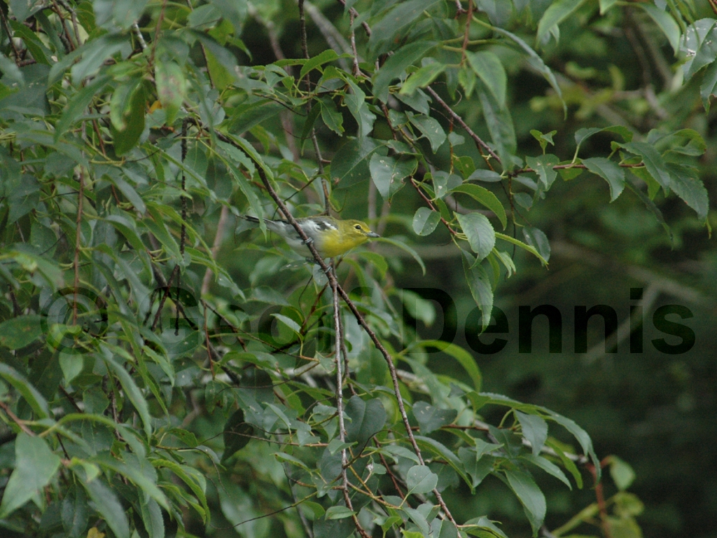 YTVI-AA_Yellow-throated-Vireo