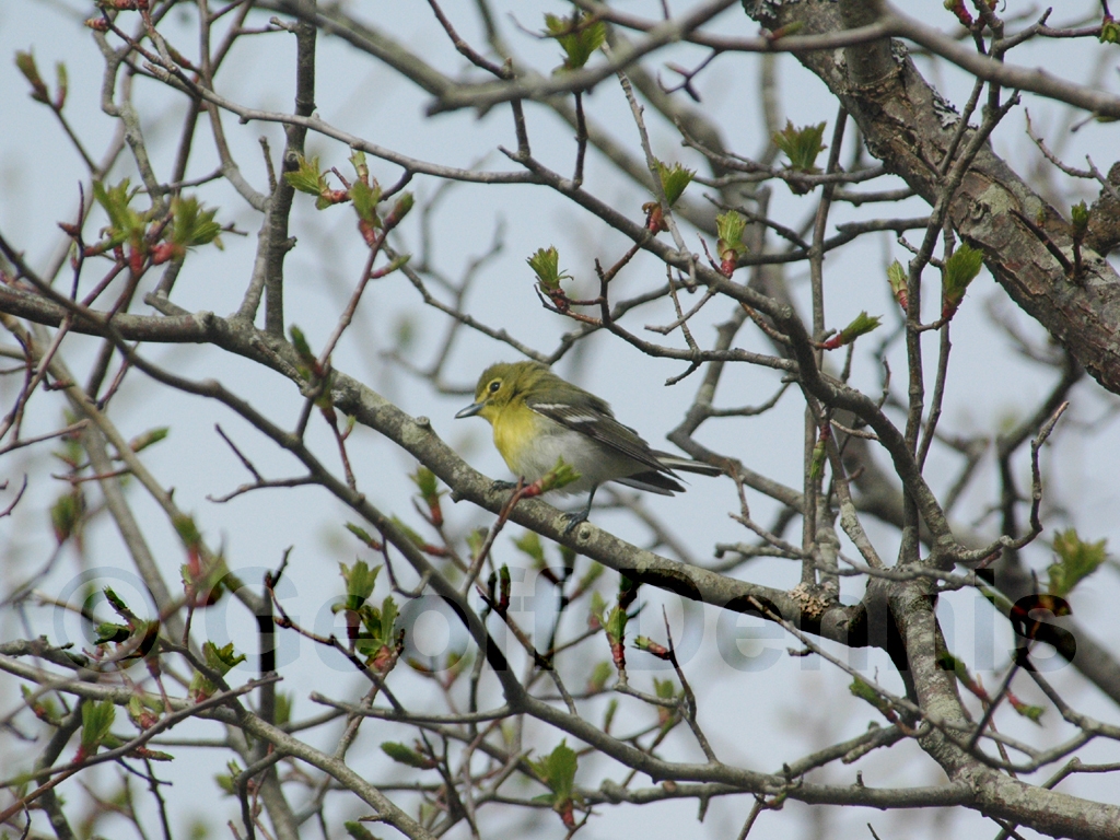 YTVI-AB_Yellow-throated-Vireo