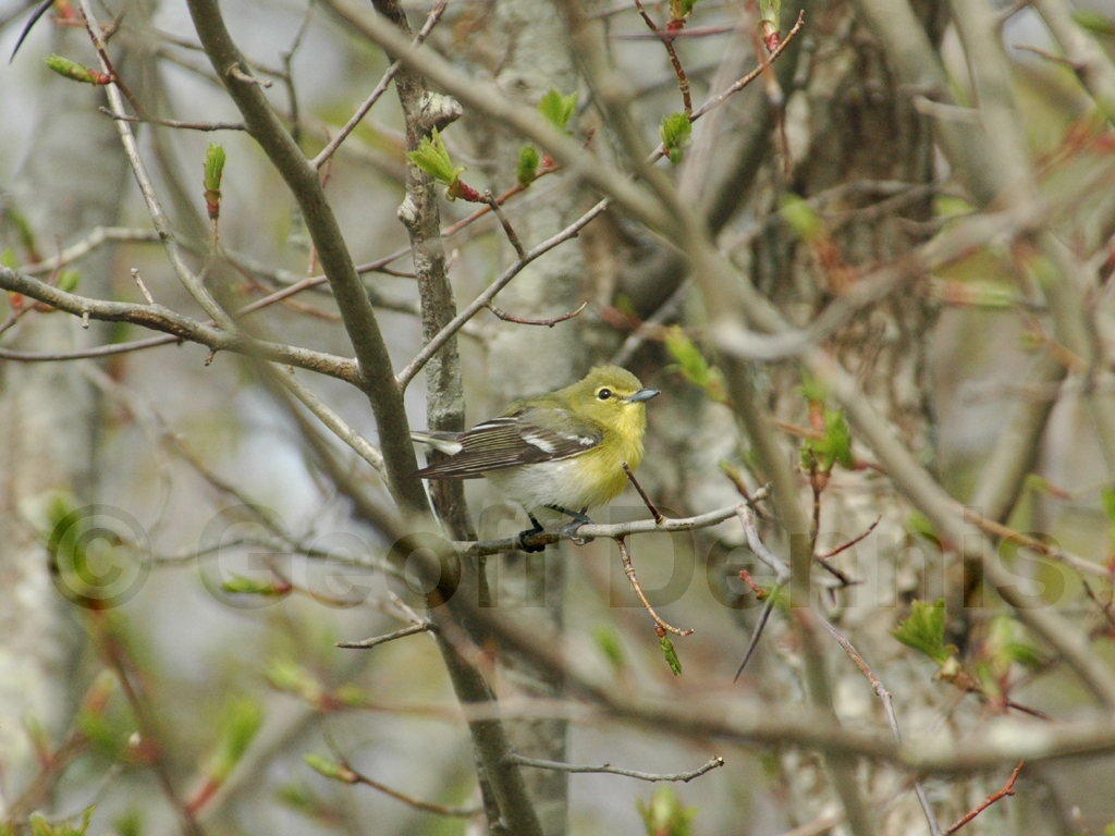 YTVI-AC_Yellow-throated-Vireo