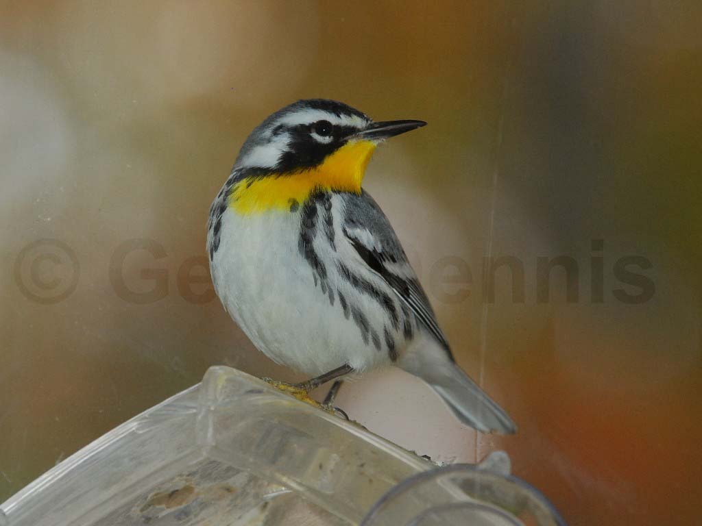 YTWA-AA_Yellow-throated-Warbler