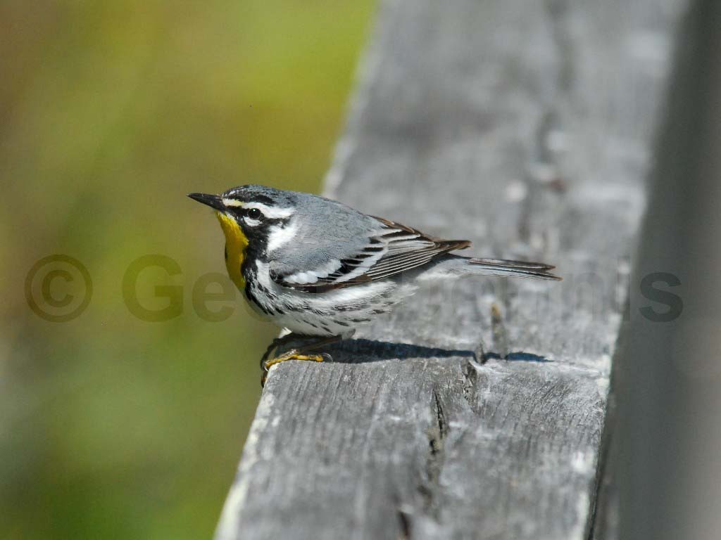 YTWA-AB_Yellow-throated-Warbler