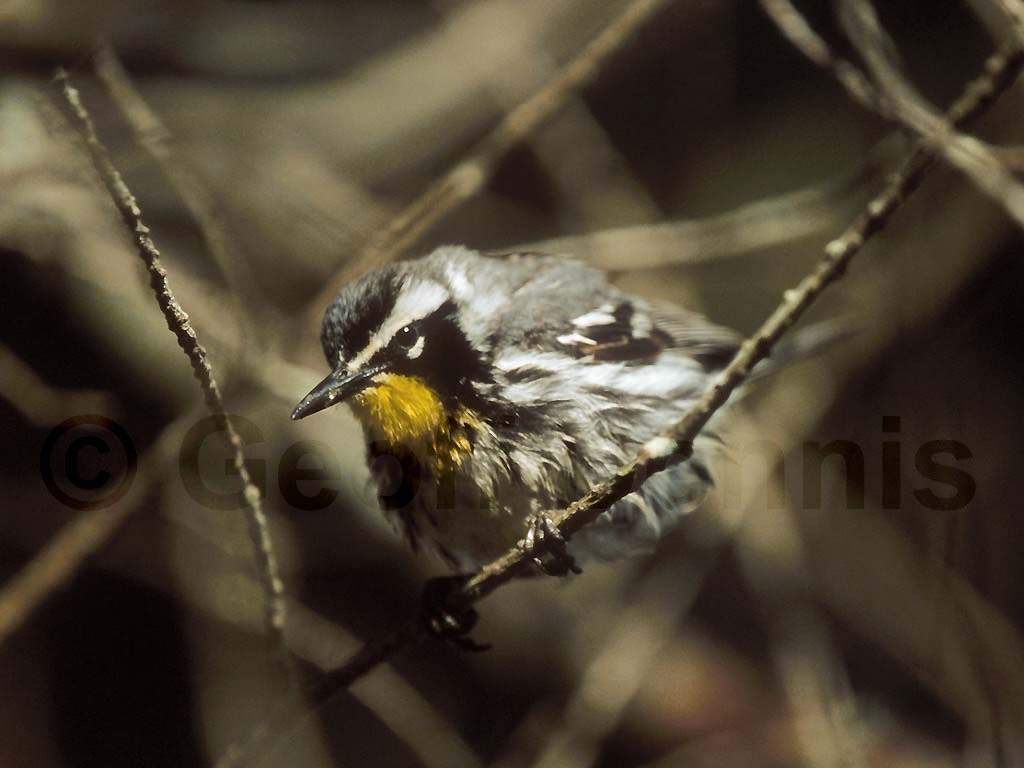 YTWA-AC_Yellow-throated-Warbler