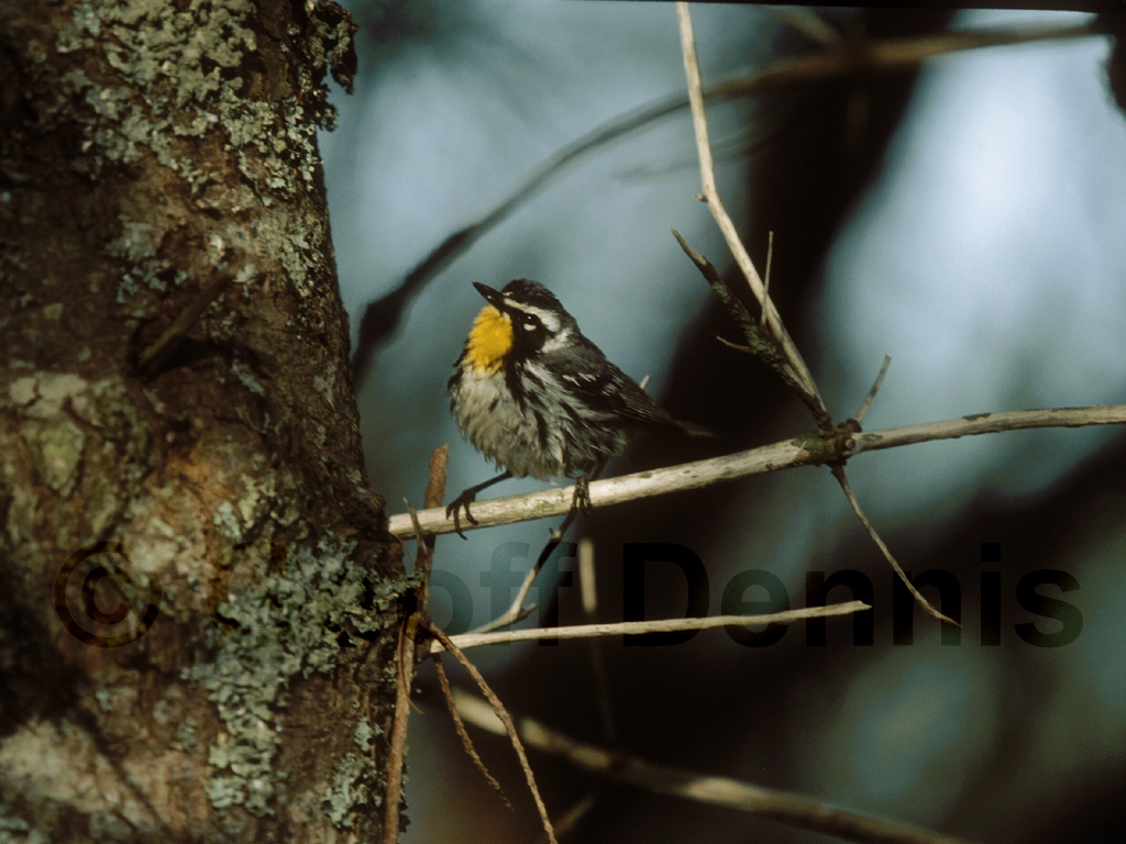 YTWA-AD_Yellow-throated-Warbler
