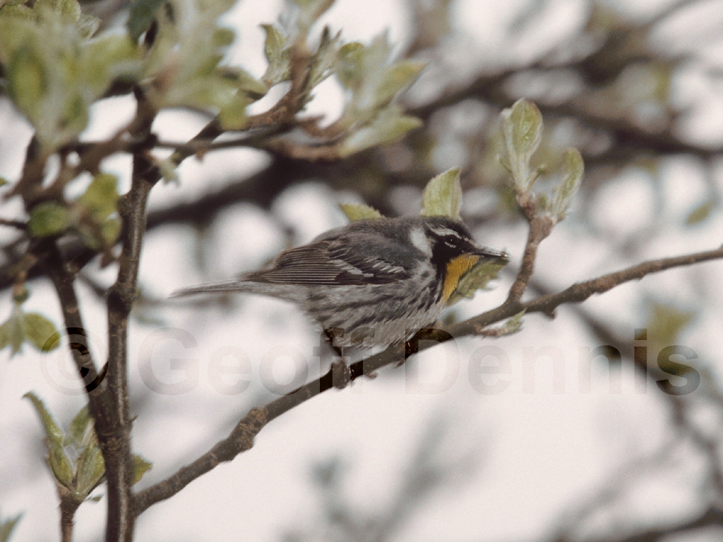 YTWA-AE_Yellow-throated-Warbler