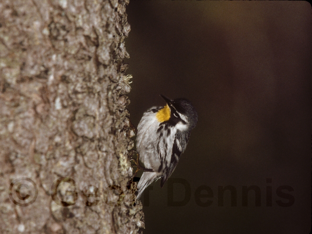 YTWA-AF_Yellow-throated-Warbler
