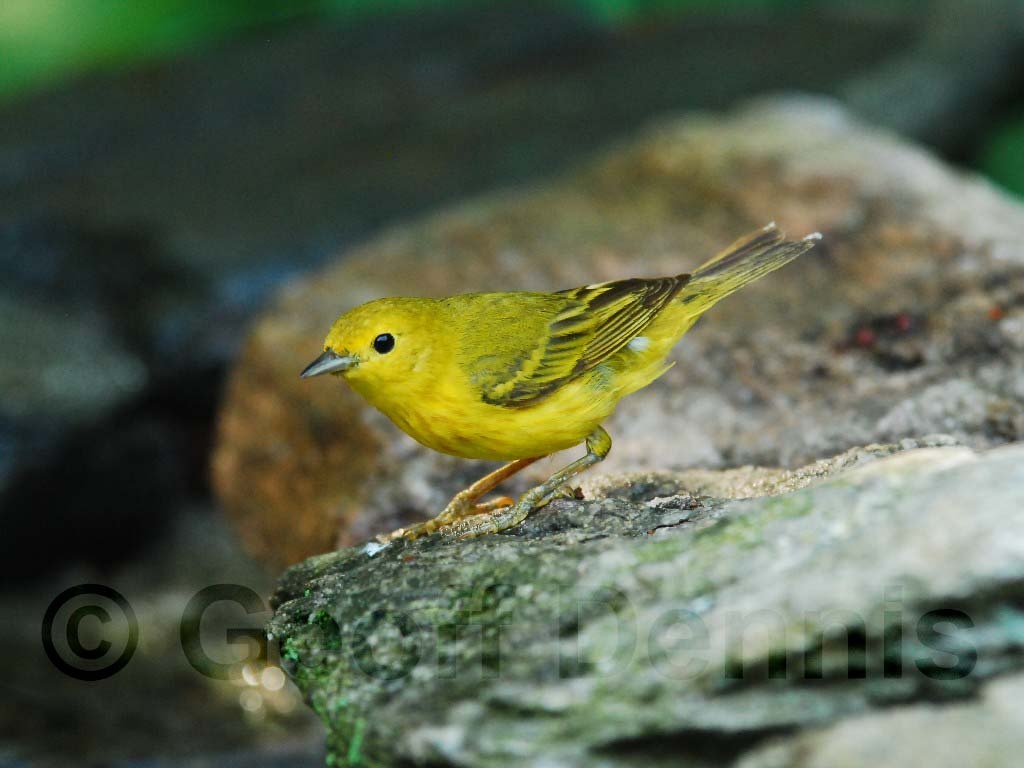 YEWA-AA_Yellow-Warbler