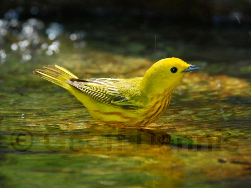 YEWA-AB_Yellow-Warbler