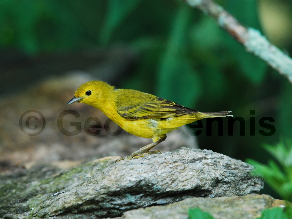 YEWA-AC_Yellow-Warbler
