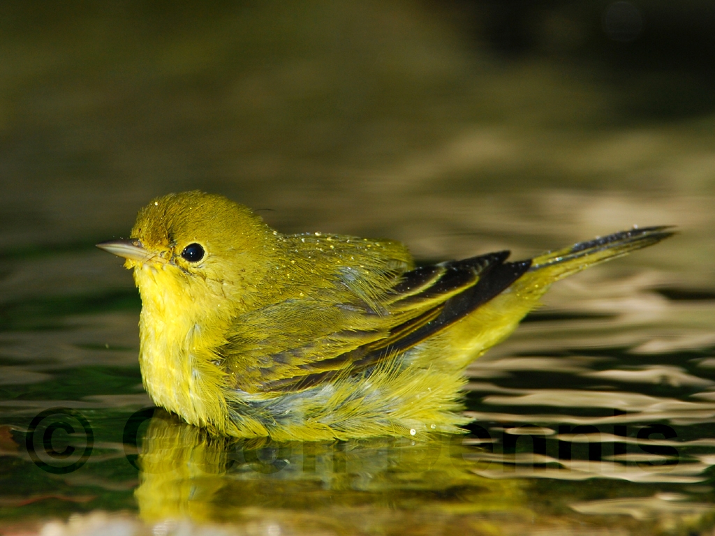 YEWA-AD_Yellow-Warbler