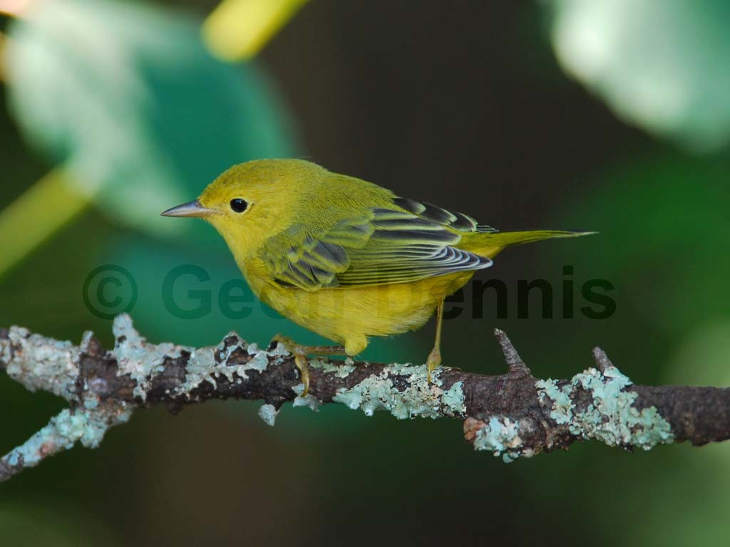 YEWA-AE_Yellow-Warbler