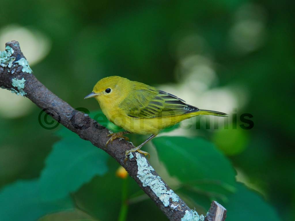 YEWA-AF_Yellow-Warbler