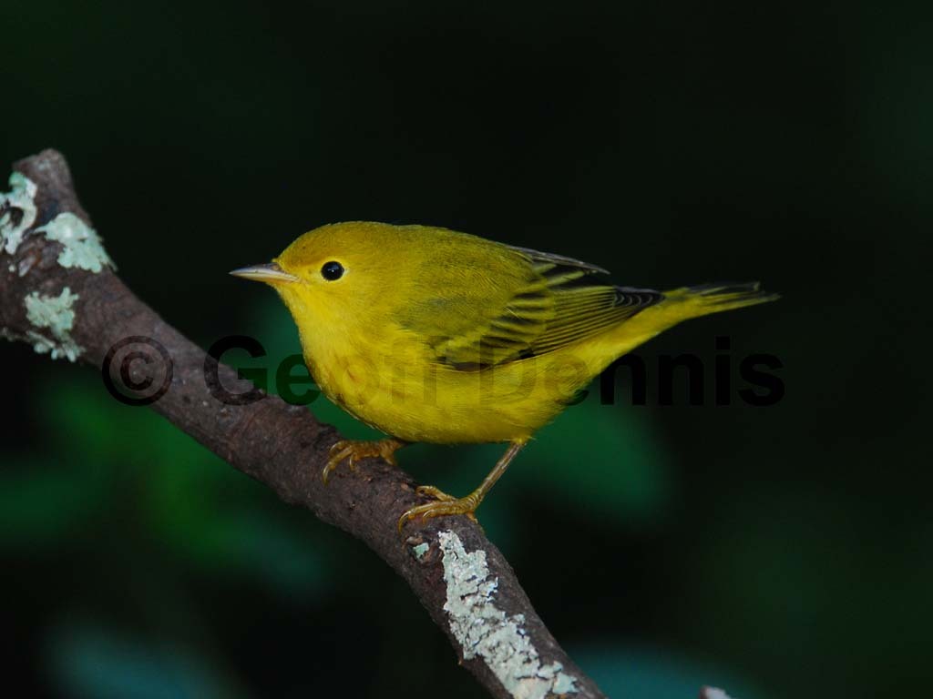 YEWA-AG_Yellow-Warbler
