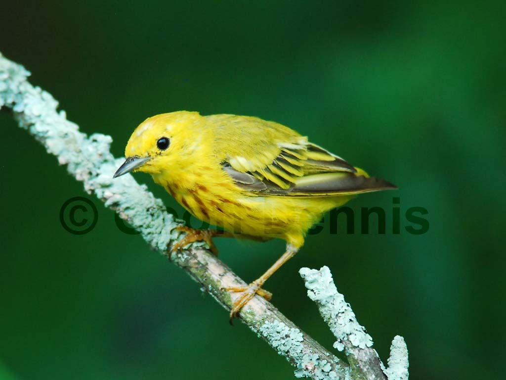 YEWA-AH_Yellow-Warbler