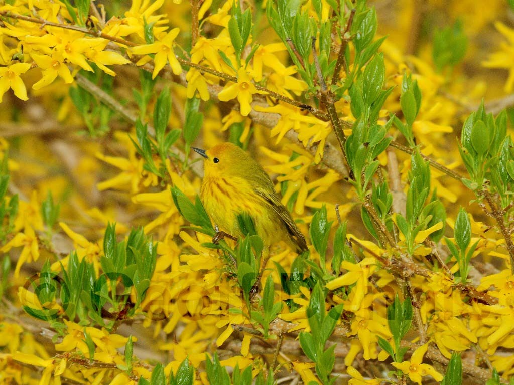 YEWA-AI_Yellow-Warbler