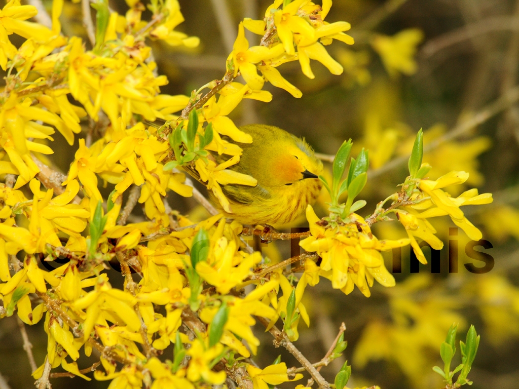YEWA-AJ_Yellow-Warbler