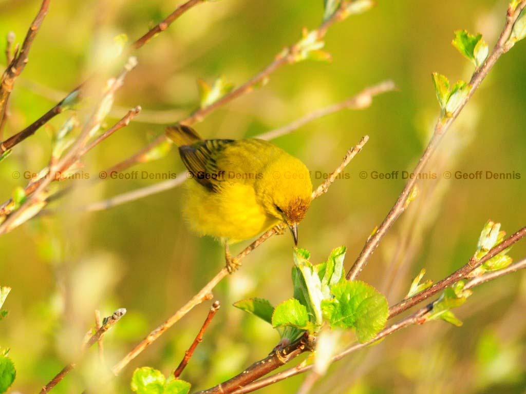 YEWA-AK_Yellow-Warbler